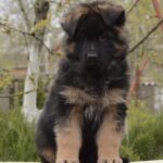 Basta-female-German-shepherd-puppy-for-sale-1 (5)