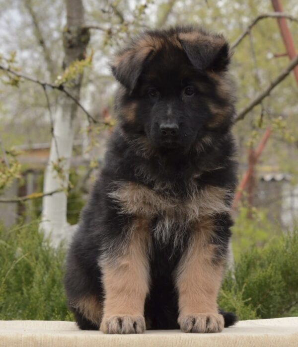 Basta German Shepherd Basta German Shepherd