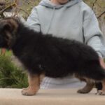 Basta-female-German-shepherd-puppy-for-sale-1 (6)