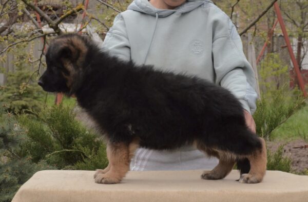 Basta German Shepherd Basta German Shepherd
