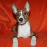 Baybars-female-Basenji-puppy-for-sale-1