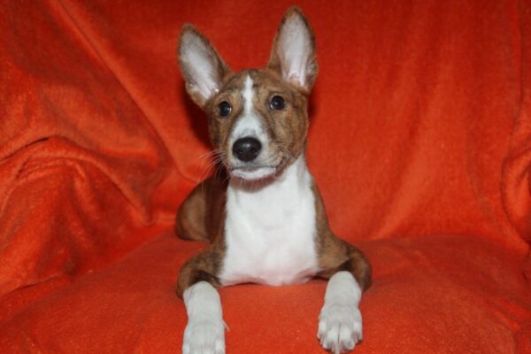 Baybars Basenji Baybars Basenji