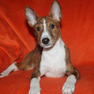 Baybars Basenji Baybars Basenji
