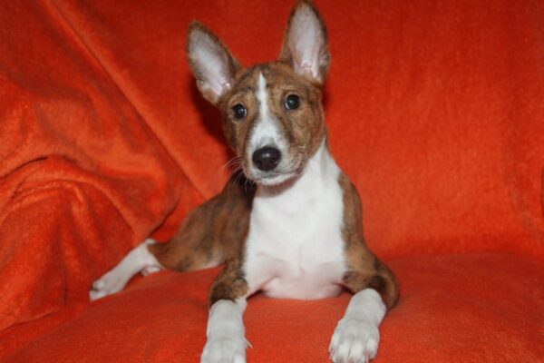 Baybars Basenji Baybars Basenji