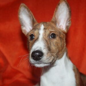 Baybars Basenji Baybars Basenji