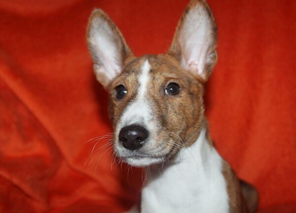 Baybars Basenji Baybars Basenji