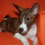 Belle-Cassandra-female-Basenji-puppy-for-sale-1
