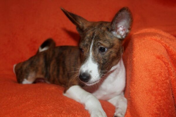 Belle Cassandra Basenji Belle Cassandra Basenji