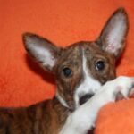 Belle-Cassandra-female-Basenji-puppy-for-sale-2