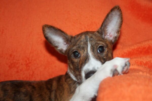 Belle Cassandra Basenji Belle Cassandra Basenji
