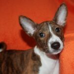 Belle-Cassandra-female-Basenji-puppy-for-sale-3
