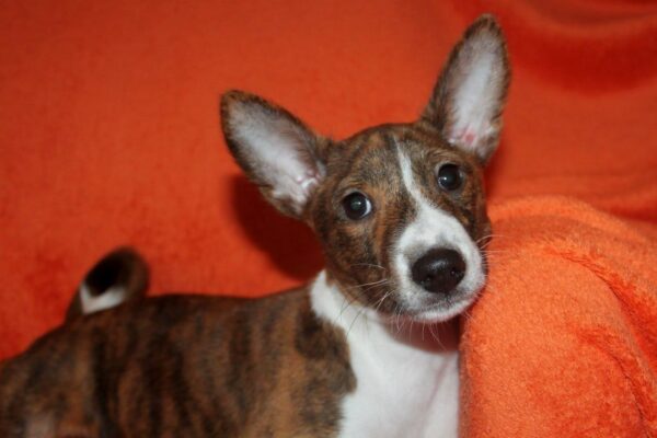 Belle Cassandra Basenji Belle Cassandra Basenji
