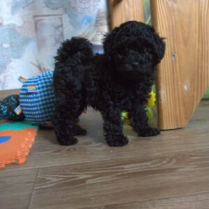 Bero Toy Poodle Bero Toy Poodle