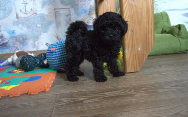 Bero Toy Poodle Bero Toy Poodle