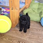 Bero-male-toy-poodle-puppy-for-sale-1 (2)
