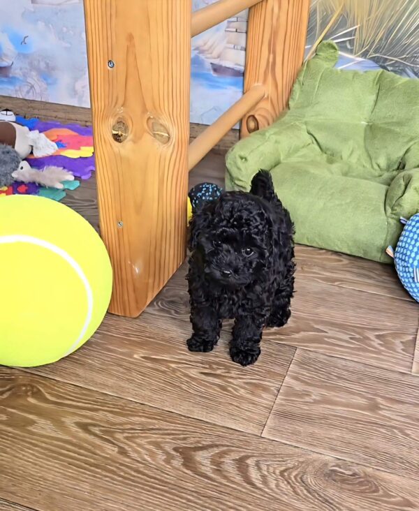 Bero Toy Poodle Bero Toy Poodle