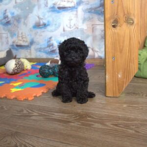 Bero Toy Poodle Bero Toy Poodle
