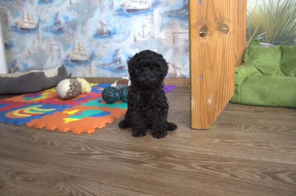 Bero Toy Poodle Bero Toy Poodle