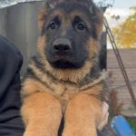 Bertha-female-German-shepherd-puppy-for-sale-1 (1)