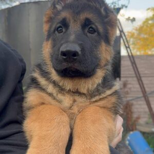 Bertha German Shepherd Bertha German Shepherd
