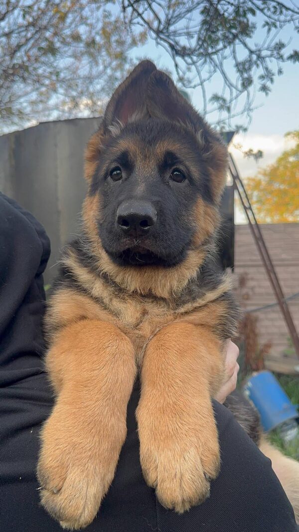 Bertha German Shepherd Bertha German Shepherd