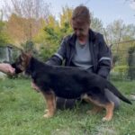 Bertha-female-German-shepherd-puppy-for-sale-1 (3)