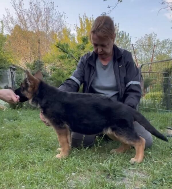 Bertha German Shepherd Bertha German Shepherd