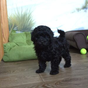 Berto Toy Poodle Berto Toy Poodle