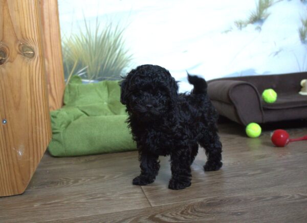 Berto Toy Poodle Berto Toy Poodle