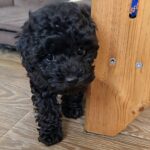 Berto-male-toy-poodle-puppy-for-sale-1 (2)