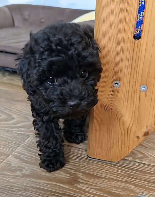 Berto Toy Poodle Berto Toy Poodle
