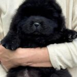 Bonya-female-chow-chow-puppy-for-sale-1 (1)