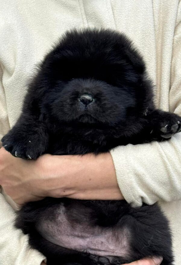 Bonya Chow-Chow Bonya Chow-Chow