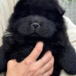 Bonya-female-chow-chow-puppy-for-sale-1