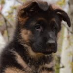 Britney-female-German-shepherd-puppy-for-sale-1 (2)