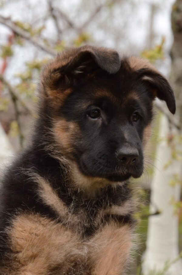 Britney German Shepherd Britney German Shepherd