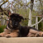 Britney-female-German-shepherd-puppy-for-sale-1 (3)
