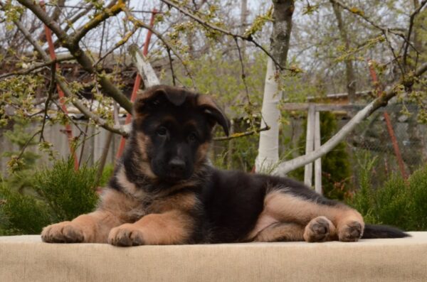 Britney German Shepherd Britney German Shepherd