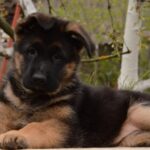 Britney-female-German-shepherd-puppy-for-sale-1 (4)