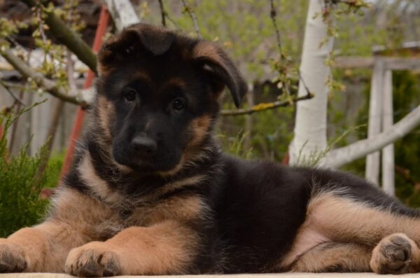 Britney German Shepherd Britney German Shepherd