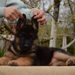 Britney-female-German-shepherd-puppy-for-sale-1 (5)