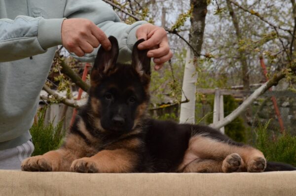 Britney German Shepherd Britney German Shepherd