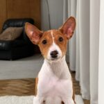 Buckson-male-basenji-puppy-for-sale-1 (1)