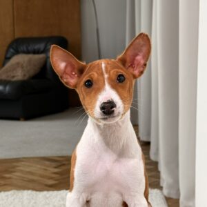 Buckson Basenji Buckson Basenji
