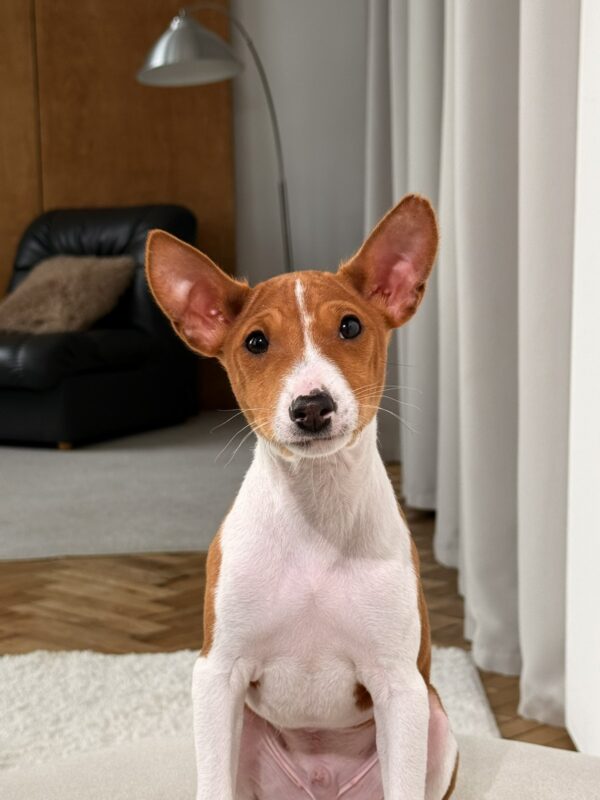 Buckson Basenji Buckson Basenji