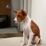 Buckson-male-basenji-puppy-for-sale-1 (2)