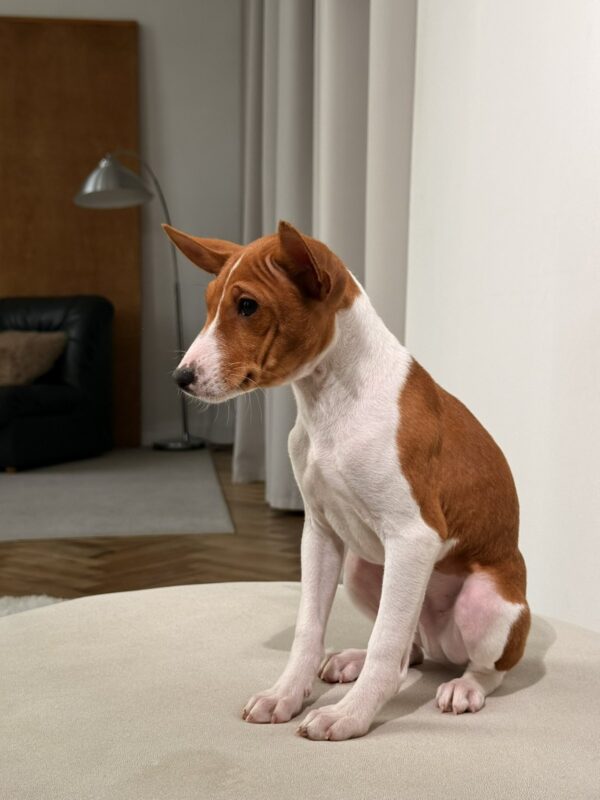 Buckson Basenji Buckson Basenji