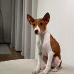 Buckson-male-basenji-puppy-for-sale-1 (3)