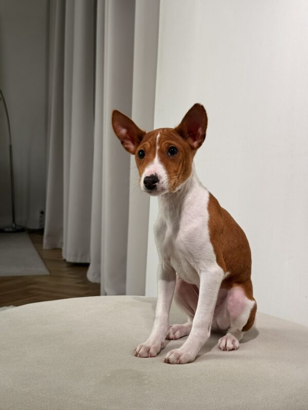Buckson Basenji Buckson Basenji
