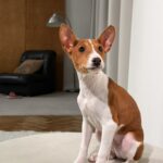 Buckson-male-basenji-puppy-for-sale-1 (4)